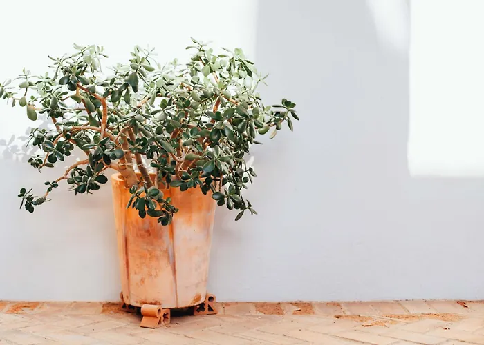 Hotel Convento San Diego Fuentes de León